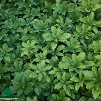 PACHYSANDRA