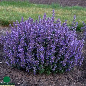 Cat Mint