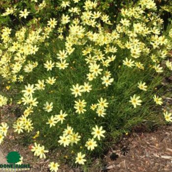 Coreopsis Moonbeam
