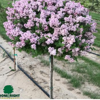 Dwarf Korean Lilac Tree