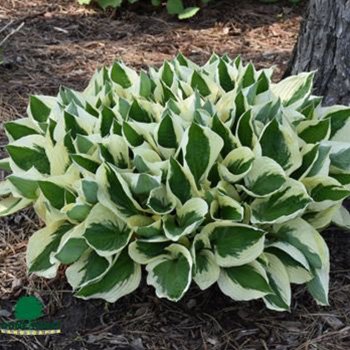 Hosta Patriot