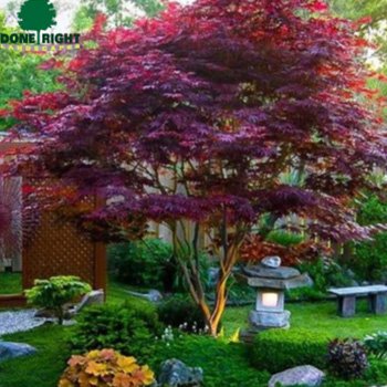 Japanese Bloodgood