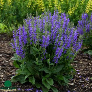Salvia May Night