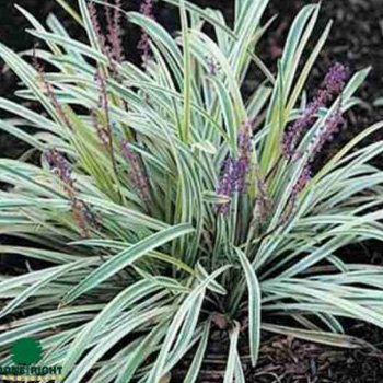 Variegated Lirope